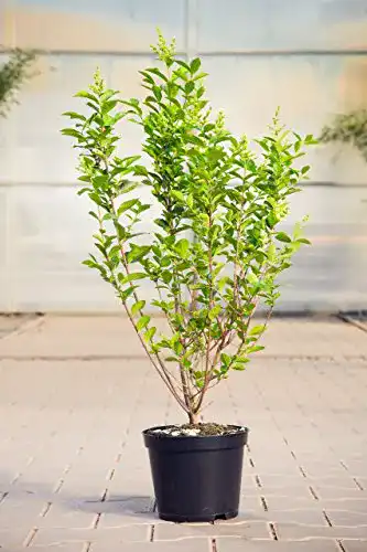 Liguster PlantaPro Ovalblättriger 40-60 cm Heckenpflanze