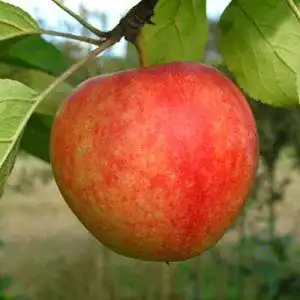 Apfelbaum Cox Orange 130-150 cm, gelbe Äpfel, winterhart