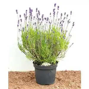 Lavendel-Pflanze Plantapro Lavandula angustifolia – 2-3 L Topf