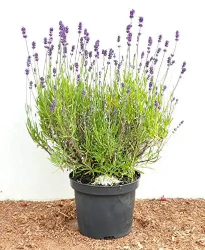 Lavendel-Pflanze Plantapro Lavandula angustifolia – 2-3 L Topf