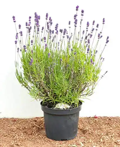 Lavendel-Pflanze Plantapro Lavandula angustifolia – 2-3 L Topf