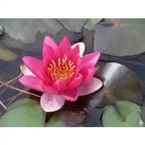 Seerosen Wasserpflanzen von Wolff James Brydon