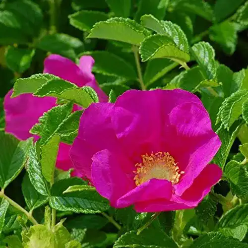 Kartoffelrose Müller Apfelrose Rosa rugosa im Vergleich