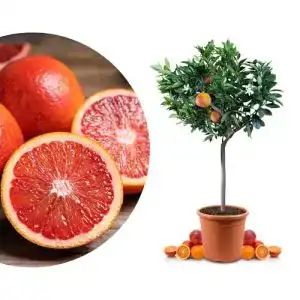 Orangenbaum Blut Sanguinello Mezzo – Blutorange für Zuhause