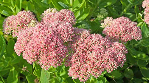 Sedum Samen Dixis Fetthenne Wildform Sedum telephium 200 Stück