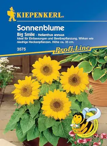 Sonnenblumen-Samen Kiepenkerl Helianthus annuus Big Smile