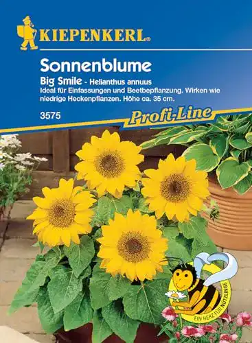Sonnenblumen-Samen Kiepenkerl Helianthus annuus Big Smile