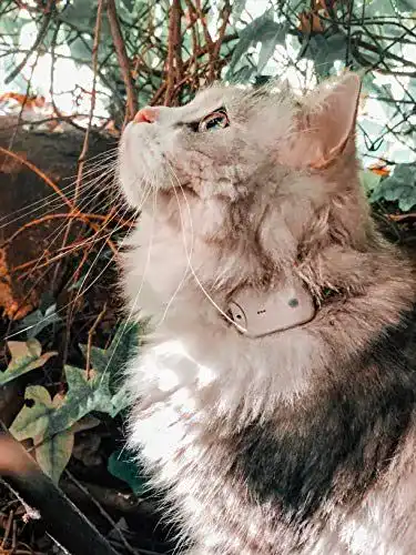 GPS Tracker für Katzen und Hunde – Girafus Pro-Track-Tor Peilsender