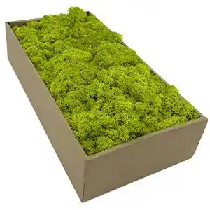Islandmoos – Konserviertes Naturmoos in 5 Farben, 250g