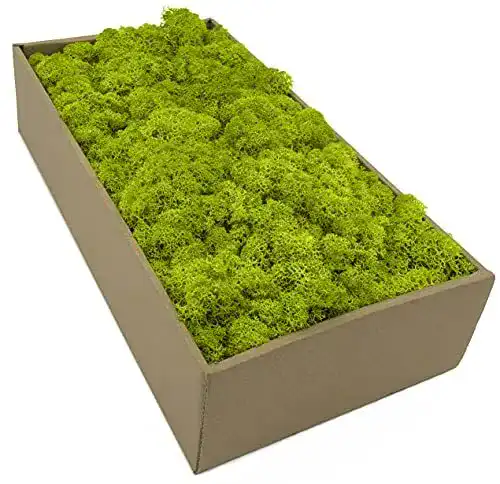 Islandmoos – Konserviertes Naturmoos in 5 Farben, 250g
