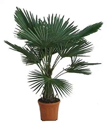 Hanfpalme Trachycarpus fortunei – Winterharte Pflanze 130-150 cm