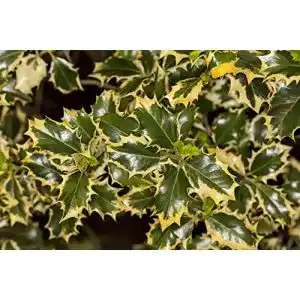 Stechpalme Ilex aquifolium ‚Rubricaulis Aurea‘ im Topf C 5 30-40