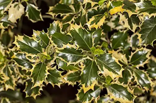 Stechpalme Ilex aquifolium ‚Rubricaulis Aurea‘ im Topf C 5 30-40
