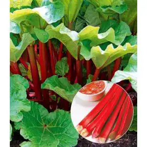 Rhabarberpflanze aus dem Baldur Garten Immertragende Sorte
