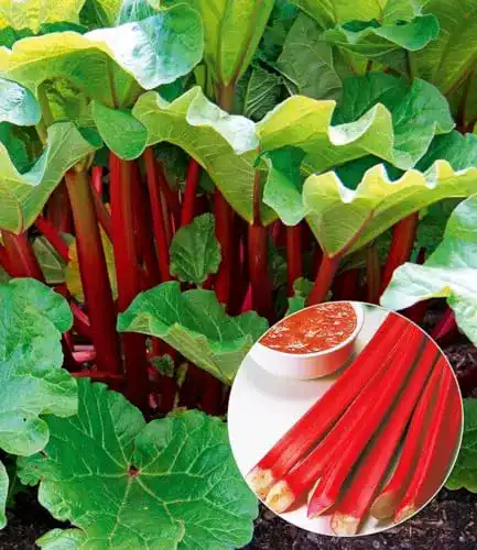 Rhabarberpflanze aus dem Baldur Garten Immertragende Sorte