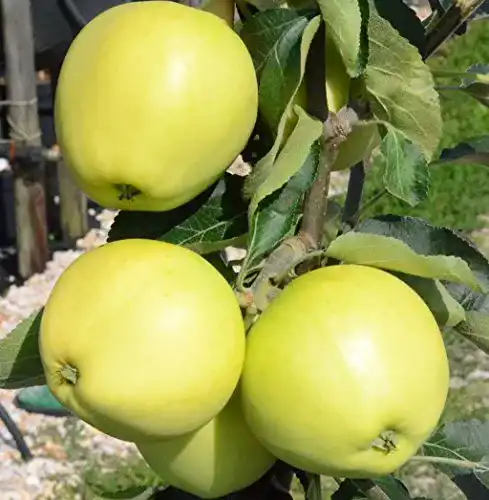 Weißer Klarapfel – Sommerapfel für Garten und Obstbau