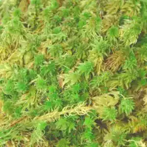 Sphagnum Moos 1 kg für Terrarien und Moorbeete