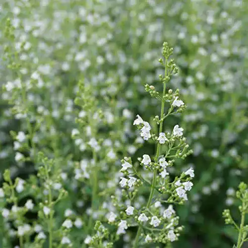 Bergminze Blumixx Stauden Calamintha nepeta Triumphator