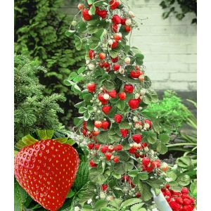 Klettererdbeere Baldur Garten Kletter-Erdbeere ‚Hummi‘ 3 Pflanzen
