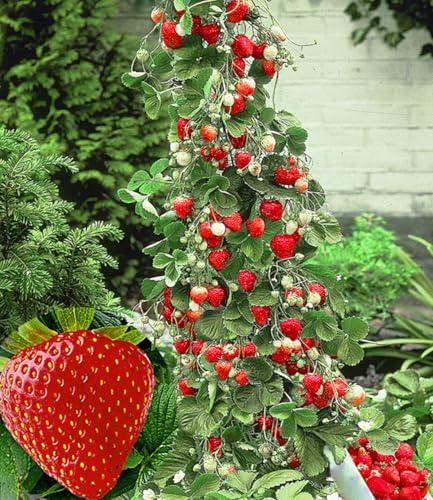 Klettererdbeere Baldur Garten Kletter-Erdbeere ‚Hummi‘ 3 Pflanzen