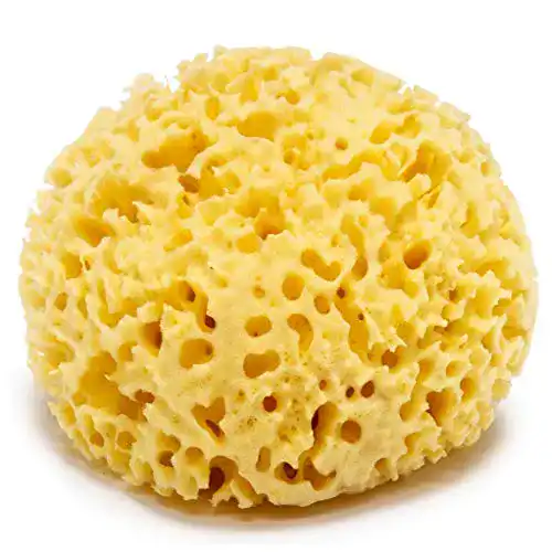 Naturschwamm Longivia Groß 13 cm aus dem Mittelmeer langlebig und organisch