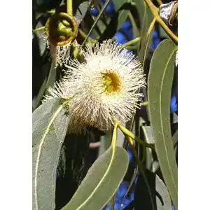 Eukalyptus-Samen Seedeo Zitronen-Eukalyptus Eucalyptus citriodora 200 Stück