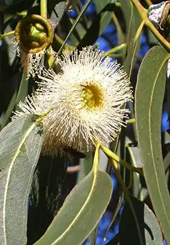 Eukalyptus-Samen Seedeo Zitronen-Eukalyptus Eucalyptus citriodora 200 Stück