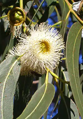 Eukalyptus-Samen Seedeo Zitronen-Eukalyptus Eucalyptus citriodora 200 Stück