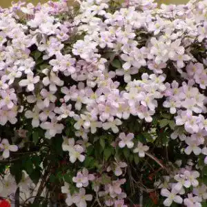 Clematis montana ‚Rubens‘ – Kletterpflanze für Garten und Balkon