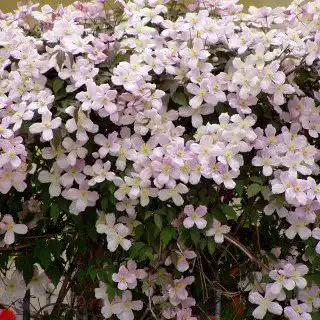 Clematis montana ‚Rubens‘ – Kletterpflanze für Garten und Balkon