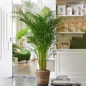Areca Palme Gardenersdream – Pflegeleichte Zimmerpflanze für Wohnräume