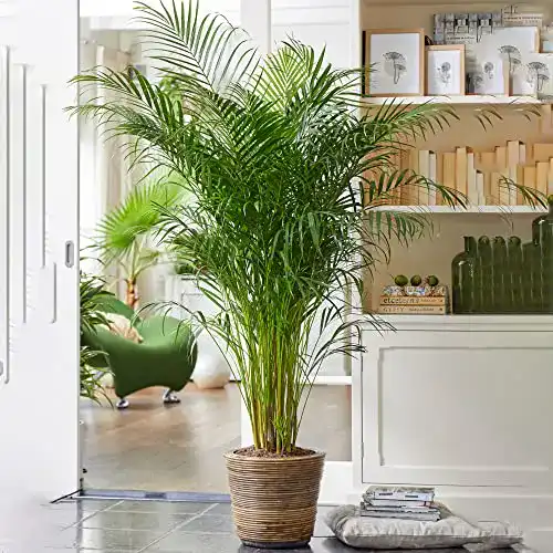 Areca Palme Gardenersdream – Pflegeleichte Zimmerpflanze für Wohnräume