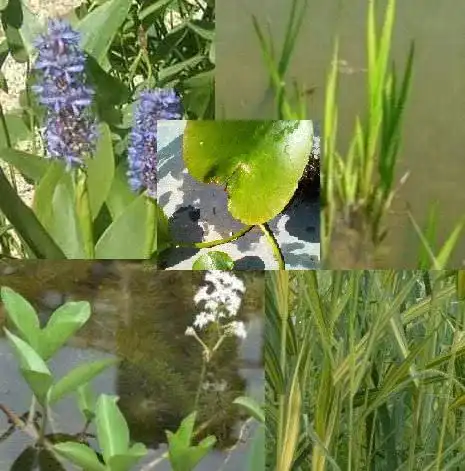 Winterharte Wasserpflanzen für Teiche im Haus und Garten