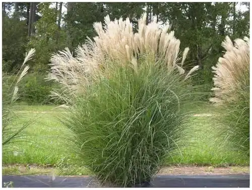 Chinaschilf Stauden Miscanthus sinensis im 5 Liter Topf