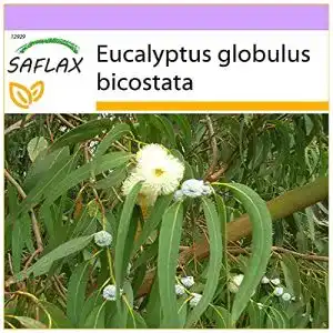 Eukalyptus Samen Saflax – Eucalyptus bicostata – 100 Samen