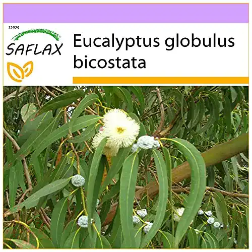 Eukalyptus Samen Saflax – Eucalyptus bicostata – 100 Samen