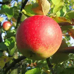 Apfelbaum Jonagold – Winterapfel Zwergbaum im Topf 7,5 L