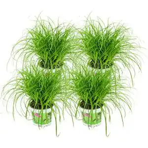 Katzengras Pflanze Zynesflora Cyperus Zumula 4 Stück