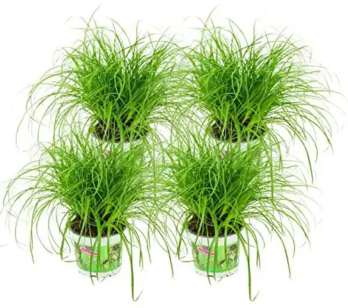 Katzengras Pflanze Zynesflora Cyperus Zumula 4 Stück