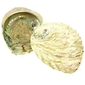 Abalone-Muschel Räucherzubehör für Sammler und Räucherfreunde