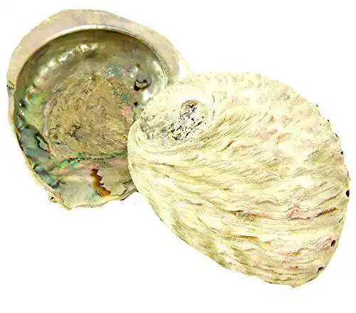 Abalone-Muschel Räucherzubehör für Sammler und Räucherfreunde