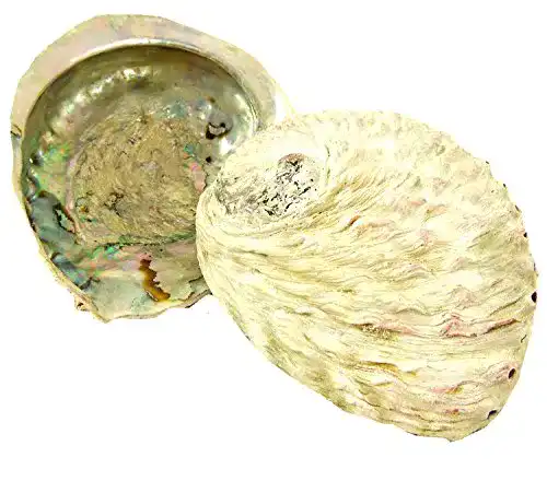 Abalone-Muschel Räucherzubehör für Sammler und Räucherfreunde