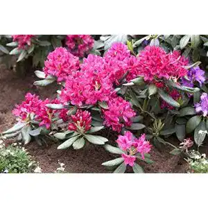 Rhododendron ‚Nova Zembla‘ Rot 3040 cm Winterharte Alpenrose für Garten und Kübel