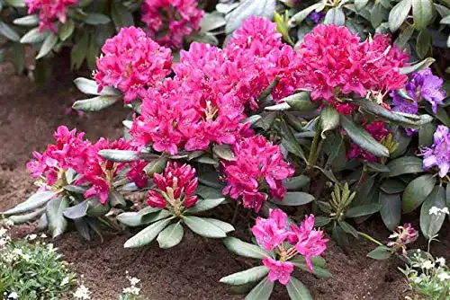 Rhododendron ‚Nova Zembla‘ Rot 3040 cm Winterharte Alpenrose für Garten und Kübel