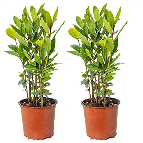 Lorbeer Pflanze Bloomique im 2er Set – Laurus Nobilis für Garten und Küche