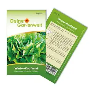 Kopfsalat-Samen Winter-Kopfsalat Maiwunder für den Garten