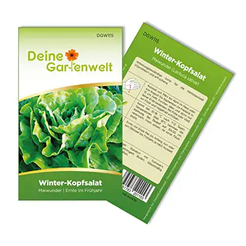 Kopfsalat-Samen Winter-Kopfsalat Maiwunder für den Garten
