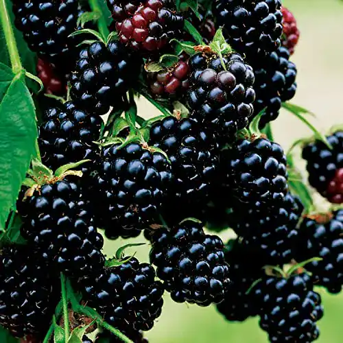 Brombeerstrauch Garten Schlüter Brombeere ‚Black Satin‘ im 2 Liter Container