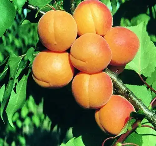 Aprikosenbaum Kuresia, 100-120 cm im 10L Topf von Artländer Pflanzenhof