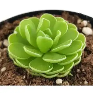 Fleischfressende Pflanze Pinguicula esseriana im Topf